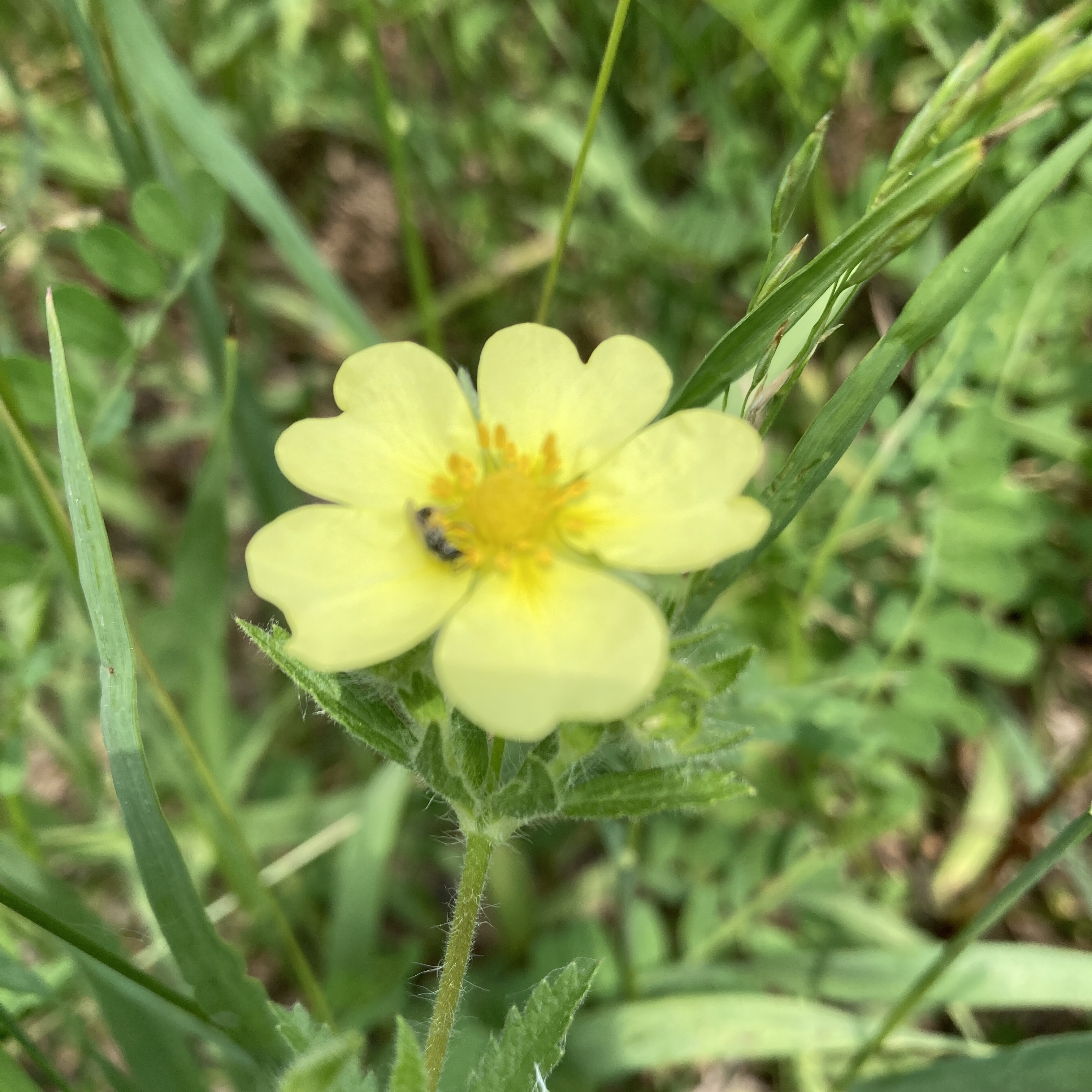 Potentilla recta, Sulfur Cinquefoil