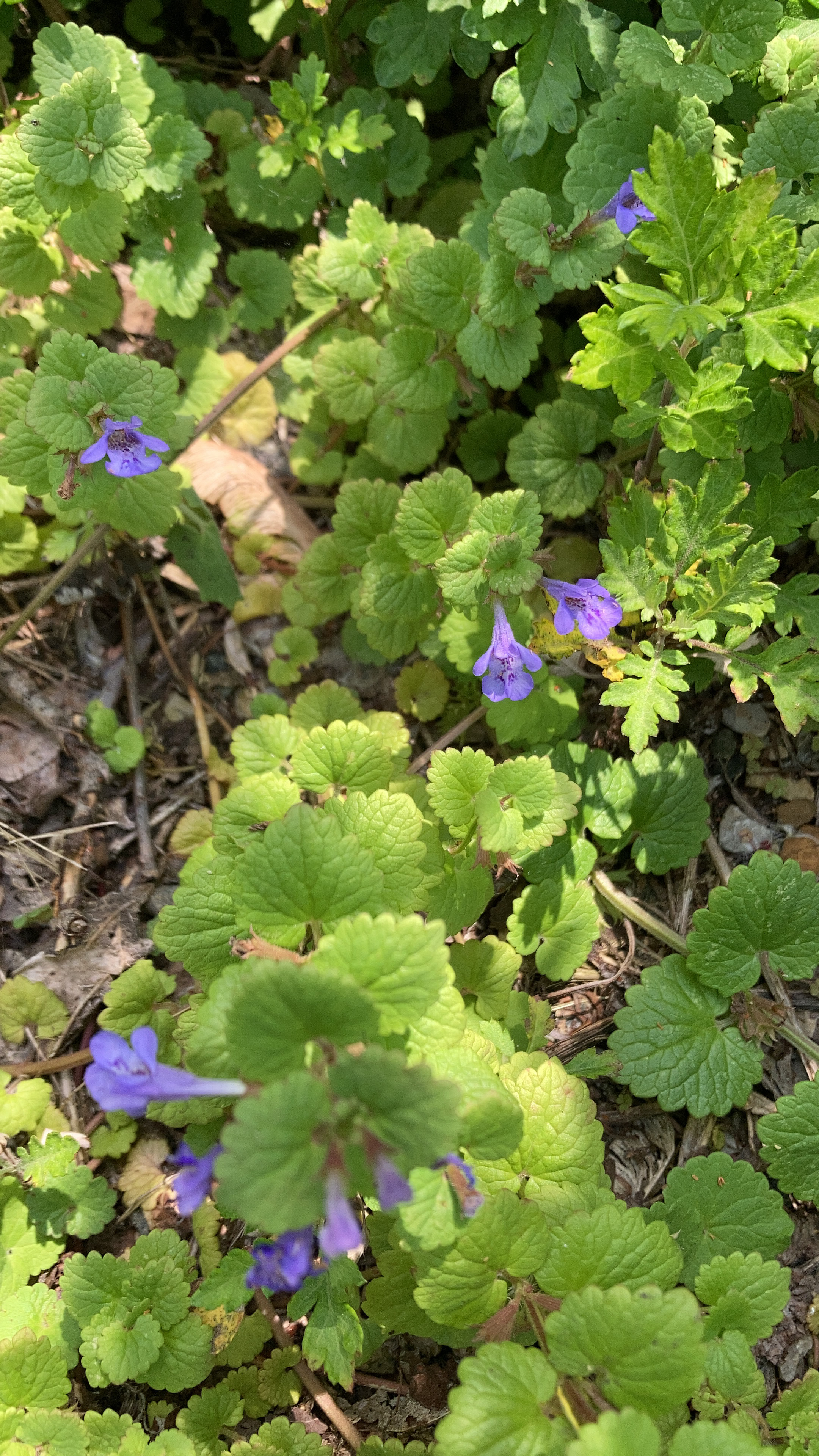 Glechoma hederacea, Ground Ivy