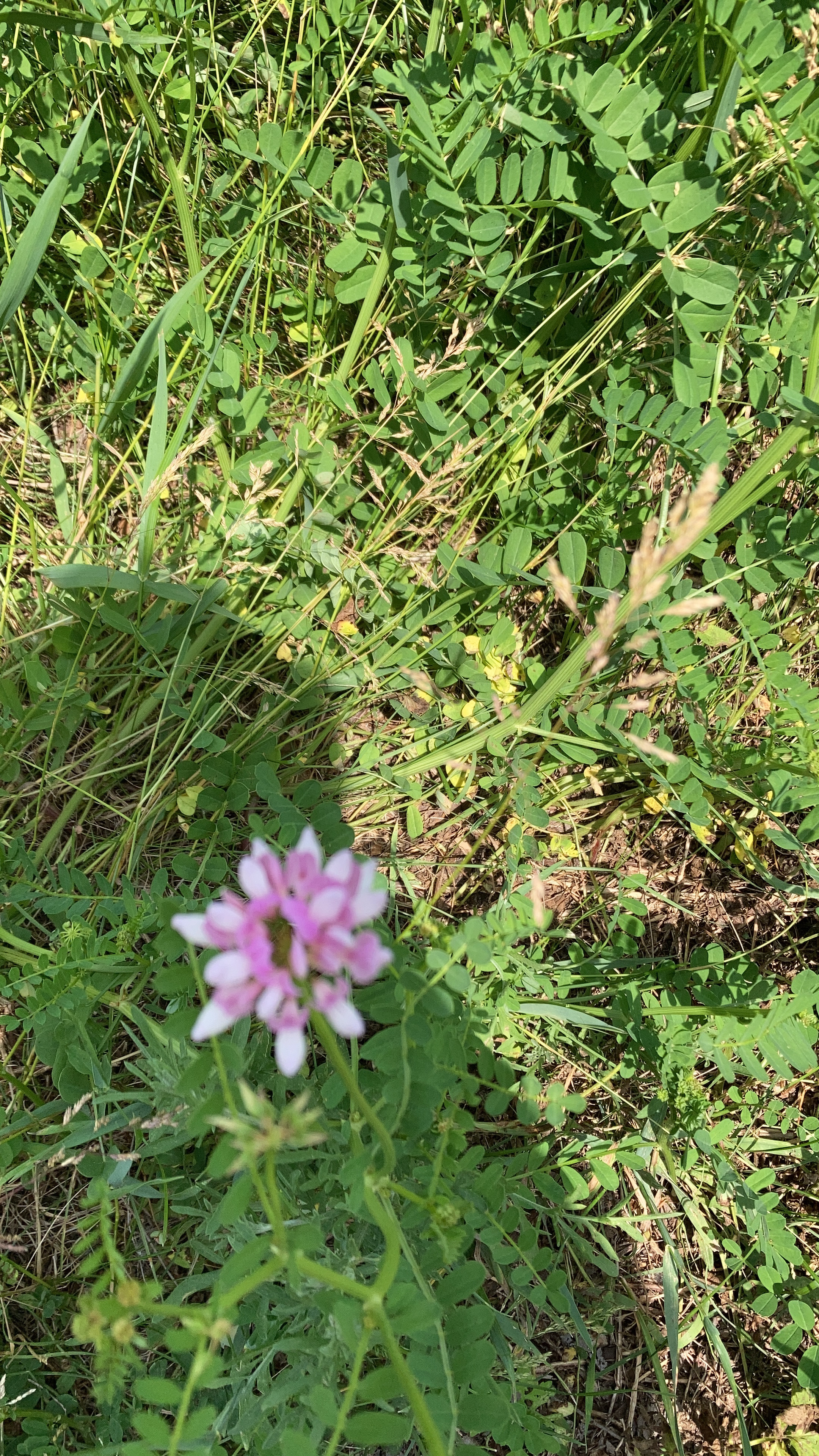 Securigera varia, Purple Crownvetch