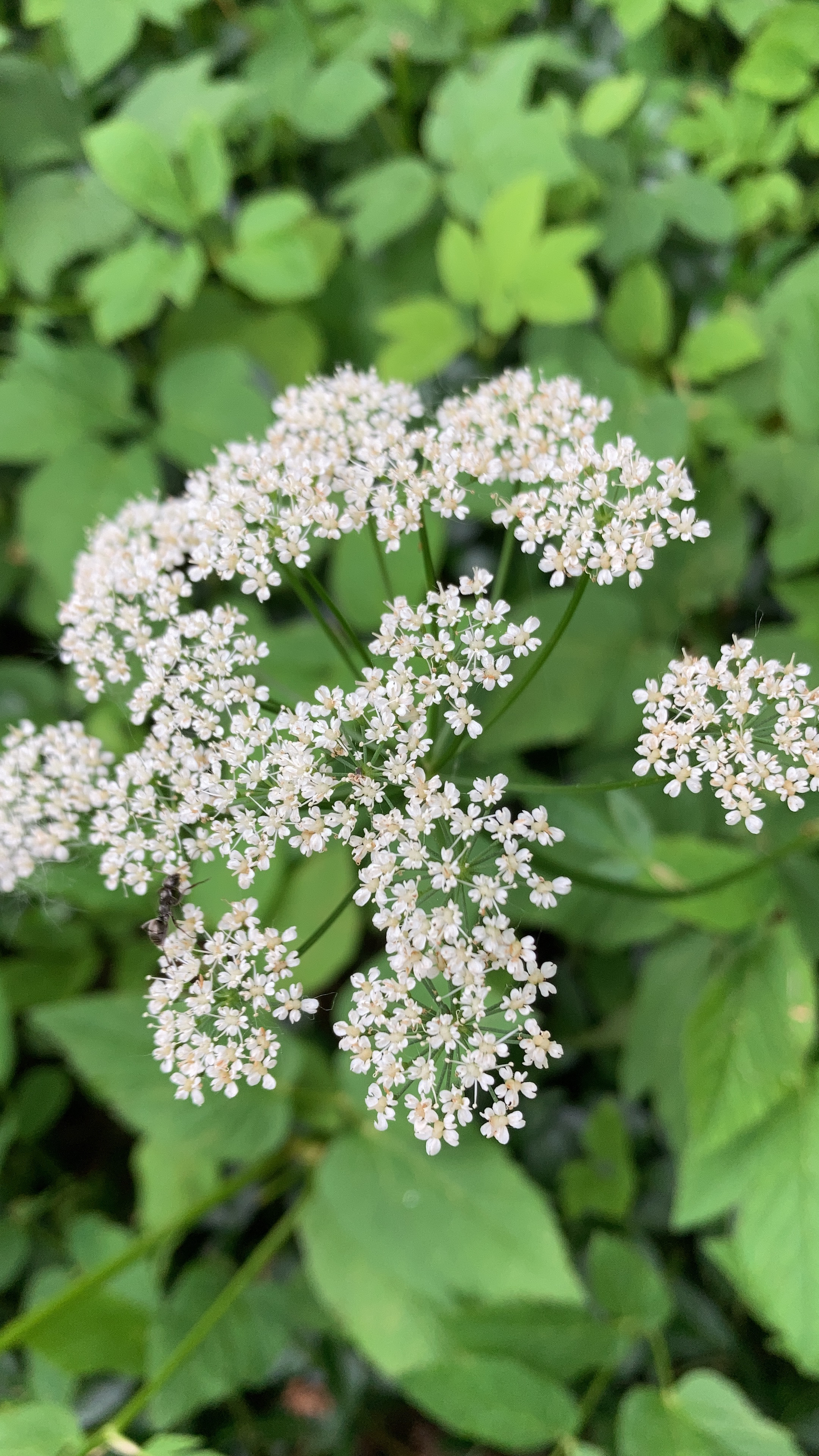 Aegopodium podagraria, Goutweed