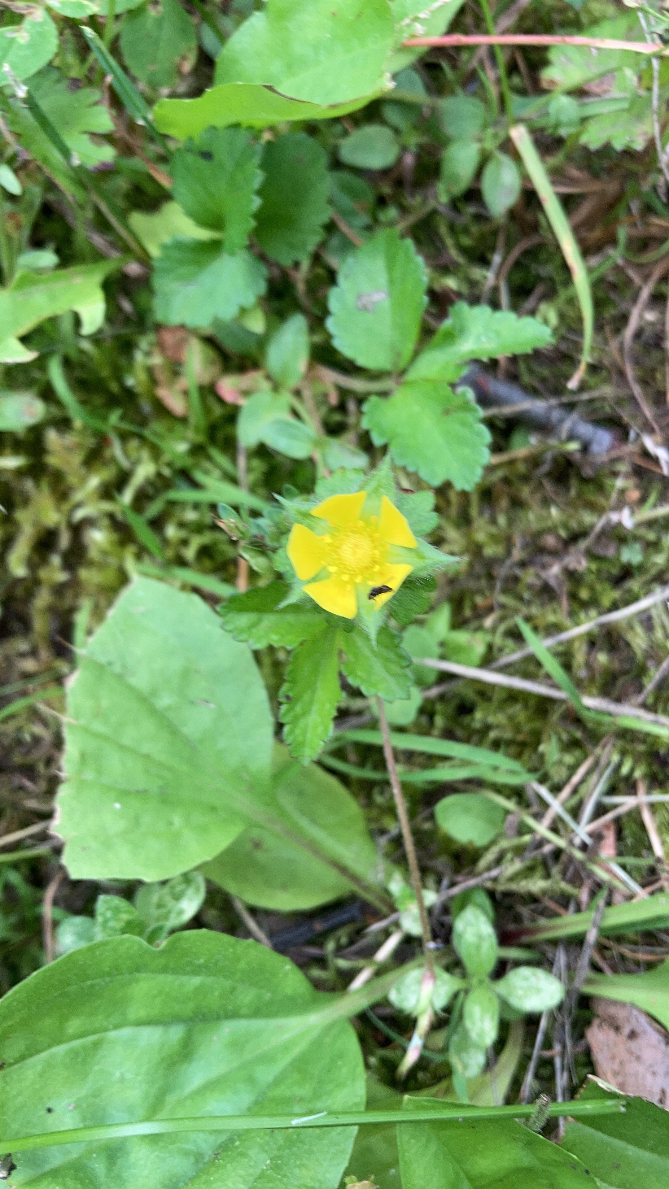 Potentilla indica, Mock Strawberry