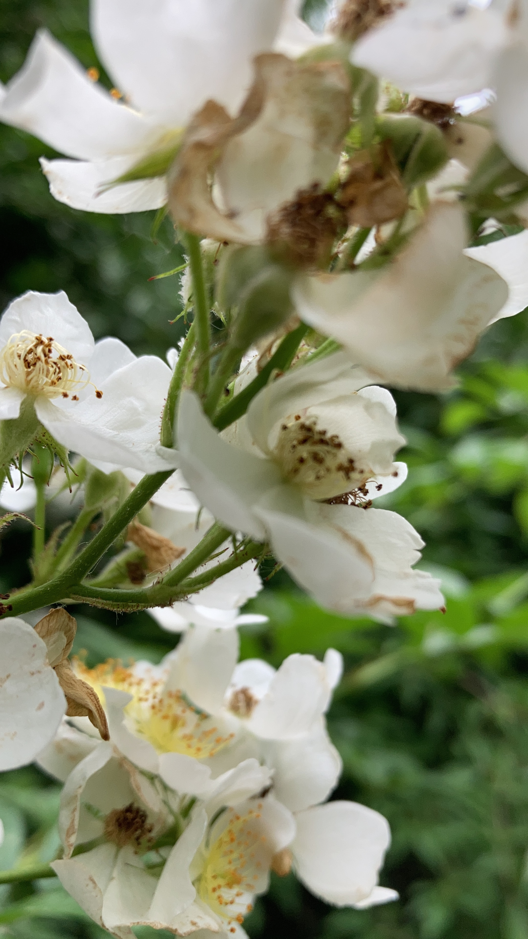 Rosa multiflora, Multiflora Rose